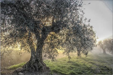 Ulivo Foto % Immagini| campagna, alberi, natura Foto su fotocommunity