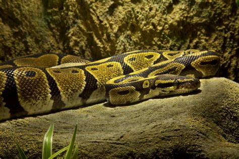 How To Take Care Of Pythons - Devicestructure13