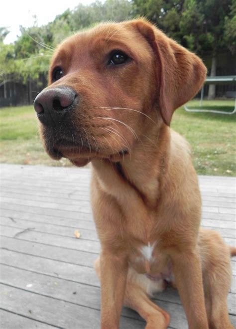 Red Fox Labrador. Almost one year old. Our loving and gorgeous girl! | Fox red labrador, Cute ...