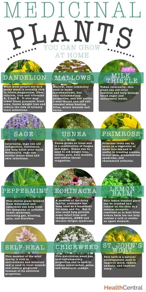 Medicinal Plants You Can Grow At Home (INFOGRAPHIC) - Diet & Exercise Magic Herbs, Herbal Magic ...