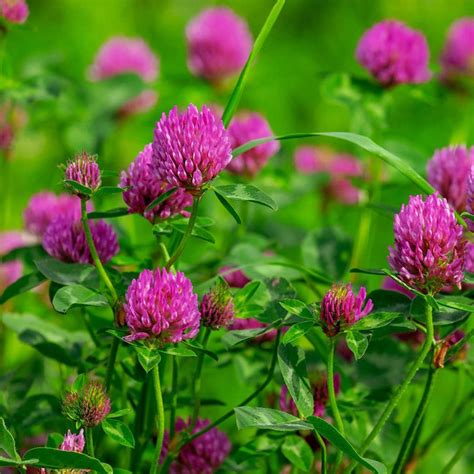 Red clover - Definition of Red clover