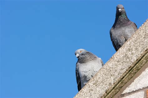 Get rid of pigeons with pigeon deterrents - Bird B Gone LLC