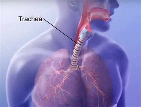 Function of Trachea: What You Should Know | IYTmed.com