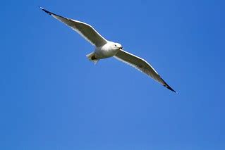 flying seagulls 7 | Lucy visits the Big Apple | Harvey K | Flickr