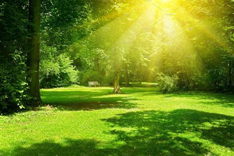 Bright sunny day in park. | Anime background, Background park, Anime ...