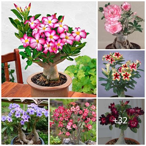 Desert rose: plant care, propagation – TopsDecor.com