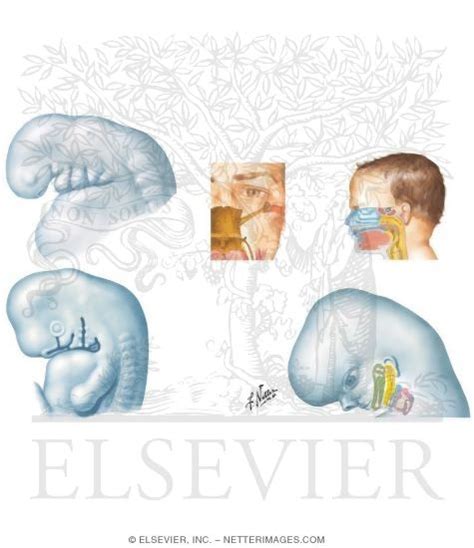 Ear Embryology