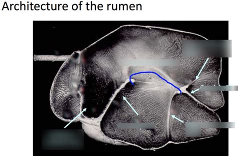 Rumen Anatomy Diagram | Quizlet