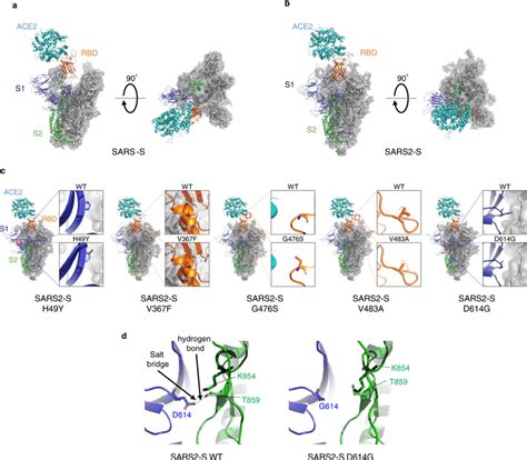 SARS2-S D614G protein shows the prominent structural difference a, b... | Download Scientific ...