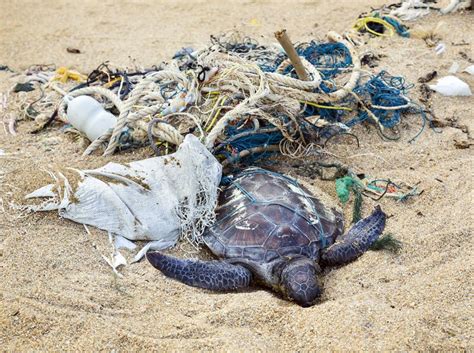 Salvaje crecimiento Disfraces tortuga atrapada por plastico despensa ...