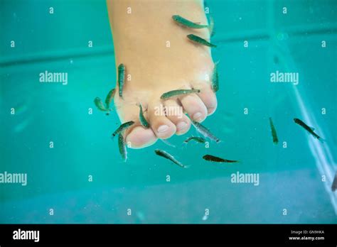 Fish spa treatment, garra rufa fish Stock Photo - Alamy