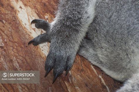 Koala (Phascolarctos cinereus) claws adapted for arboreal climbing ...