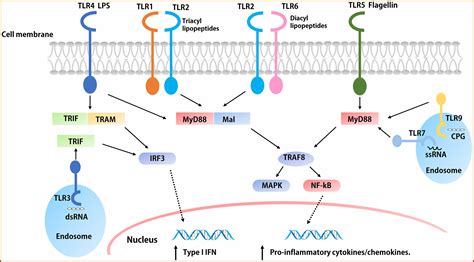 T Cell Epitope Mapping For The Design Of Powerful Vaccines - map ...