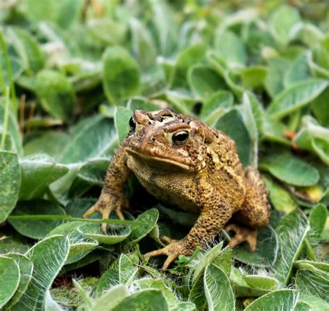 An American Toad in Western Maine