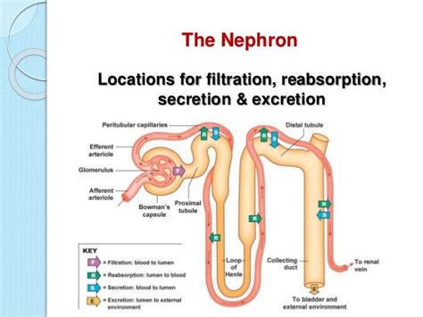 Nephron Reabsorption And Secretion | Renal physiology, Physiology, Renal