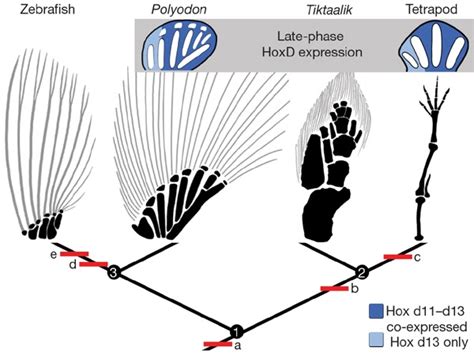 PALAEOBLOG: Evolution of Tetrapod Limbs