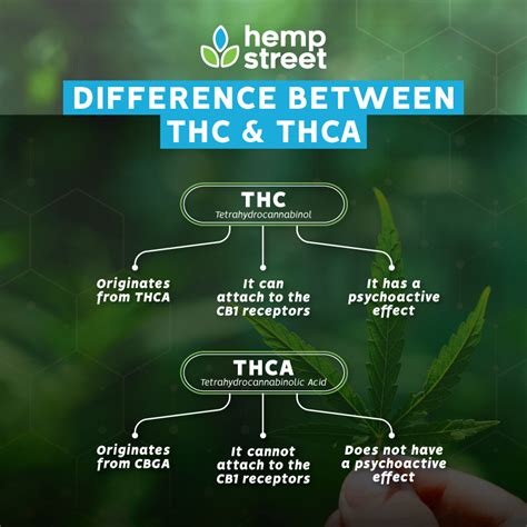 THC vs THCA - Hempstreet