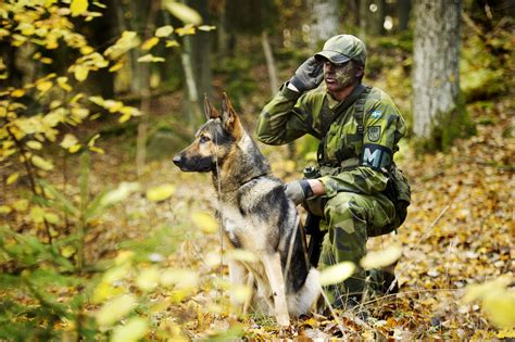 Swedish military police patrol dog and its handler. Kungsängen, Sweden 2010. [4256x2832 ...