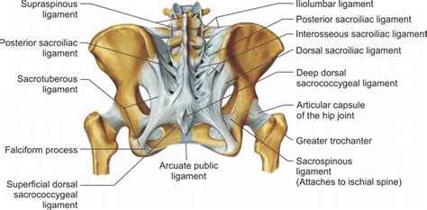 I fell on my buttocks. What happens and what do I do about it? | Capalaba Chiropractor