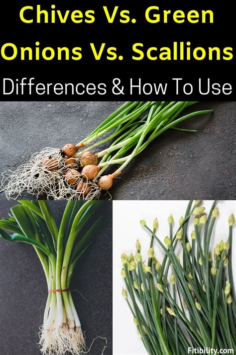 Differences Between Chives, Green Onions and Scallions You Should Know - Fitibility