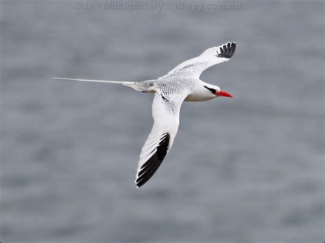 Red-billed Tropicbird photo image 4 of 5 by Ian Montgomery at birdway ...