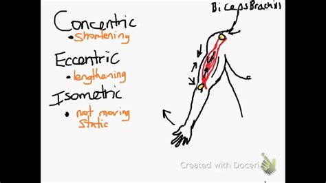 Concentric, Eccentric, & Isometric Muscle Contractions - YouTube