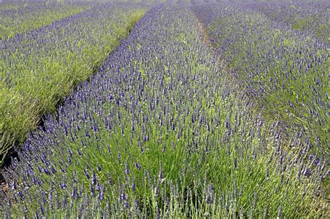 20+ Norfolk Lavender Fields Stock Photos, Pictures & Royalty-Free ...