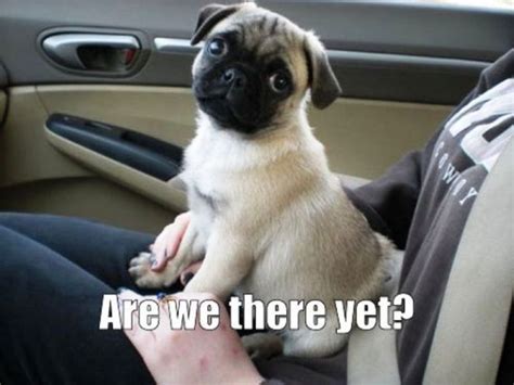 101 Lovable Pug Memes That Are Too Puggin' Cute