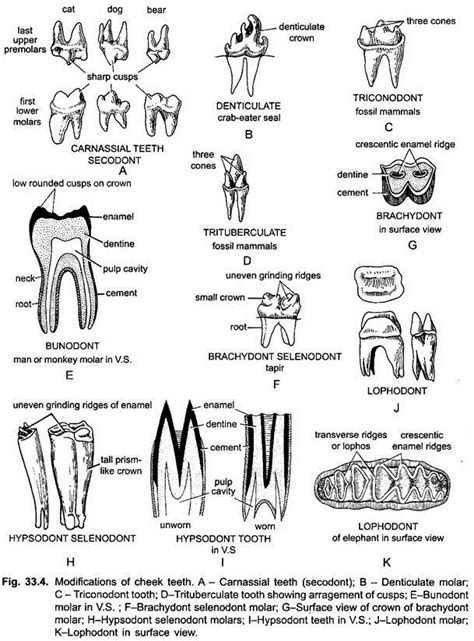 3 Main Types of Teeth Found in Mammals | Vertebrates | Chordata | Zoology