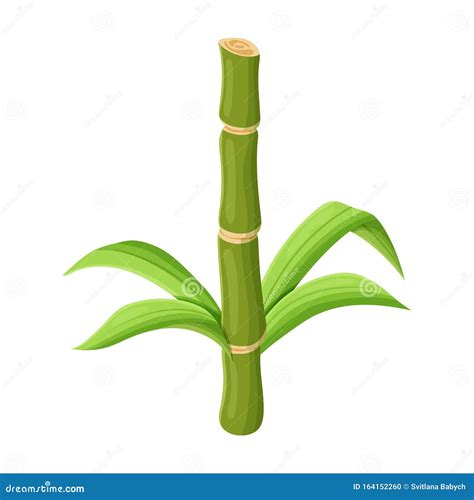 Stem of Sugar Cane Vector Icon.Cartoon Vector Icon Isolated on White Background Stem of Sugar ...