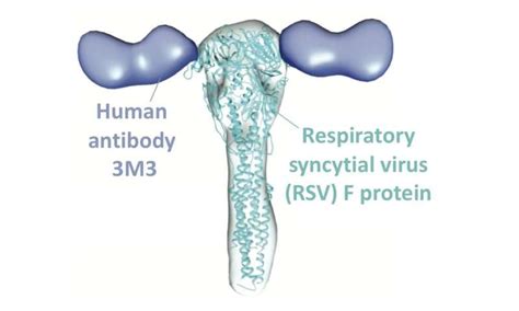 Scientists gain new insight on how antibodies interact with widespread ...