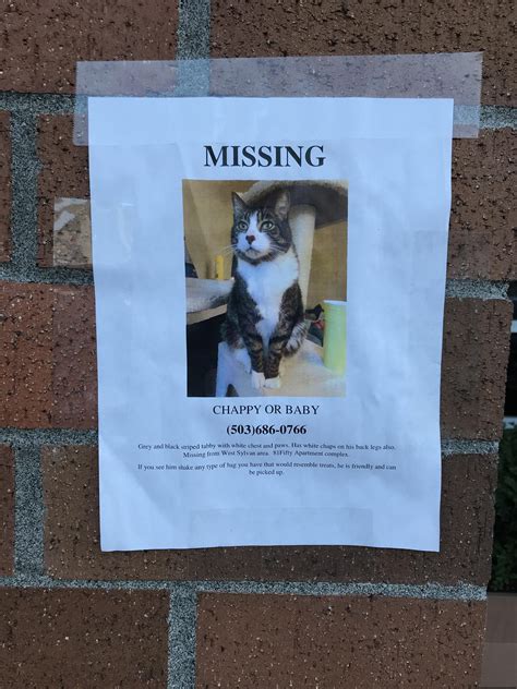 Missing cat sign seen near Sandoval’s restaurant : r/Portland