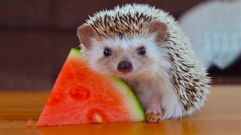 CUTEST Tiny Hedgehog Eating Food | Funny Everyday Compilation - YouTube