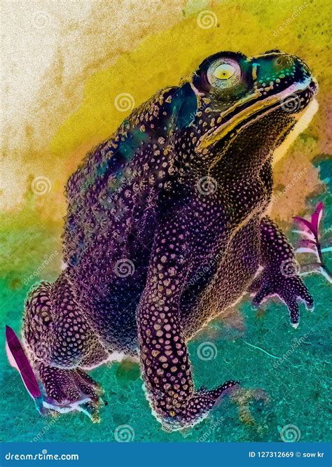 Frog stock image. Image of face, scary, look, frog, giant - 127312669