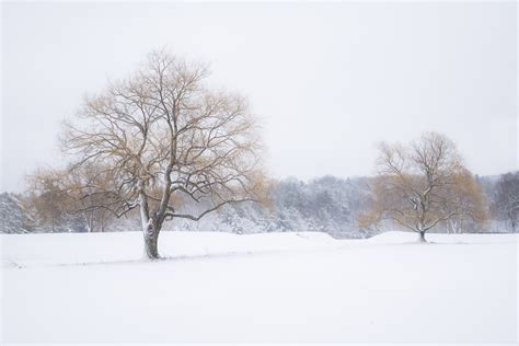 Critique request - Snow Willow - Landscape and Nature Photography on Fstoppers