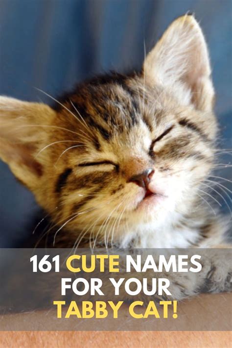 Looking for inspiration in naming your female tabby cat? Check out our amazing list of 161 tabby ...