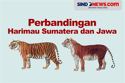 SINDOgrafis: Perbandingan Harimau Sumatera dan Harimau Jawa, Habitat hingga Mangsa