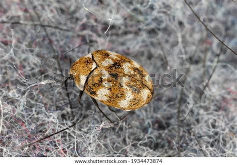 1,059 Carpet Beetle Royalty-Free Photos and Stock Images | Shutterstock