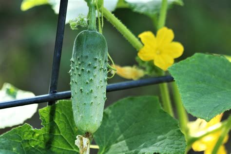 Cucumber Vine On Garden Fence Free Stock Photo - Public Domain Pictures