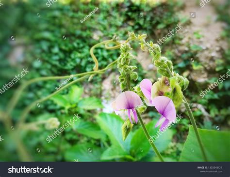 Pueraria Phaseoloides Ground Cover Plant Stock Photo 1303548121 ...