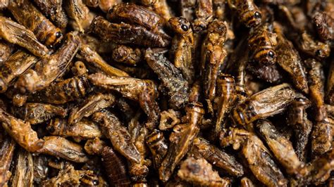 A steady diet of crickets may help save this world - CNET