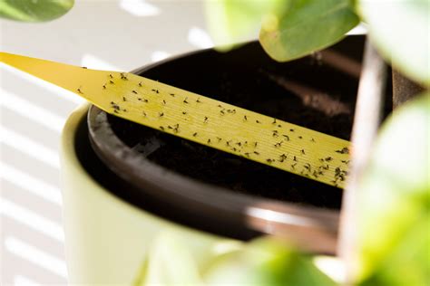 Common Houseplant Pests: How to Deal with Fungus Gnats - House Plants ...