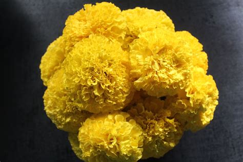 Wholesale Fresh Yellow Marigold - BloomyBliss