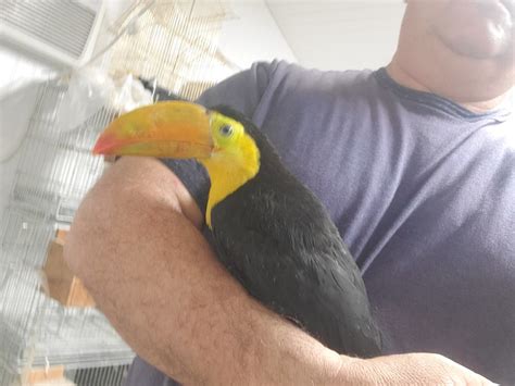 Toucan keel billed baby tamed 4 months old for Sale