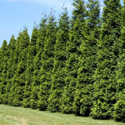 Arborvitae - Green Giant (Thuja plicata) - 202 Tree Center