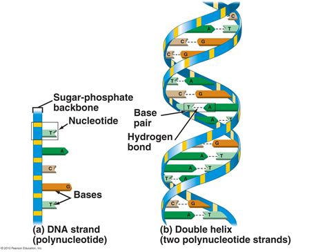 Label The Parts Of The Diagram Of Dna - diagramwirings