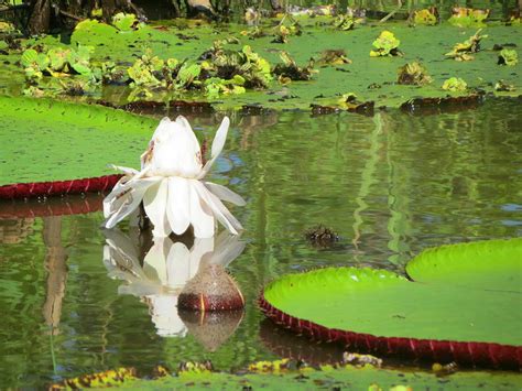 Victoria Regia Lily Photograph by Teresa Lambert