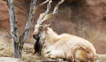 Markhor Goat - Key Facts, Information & Habitat