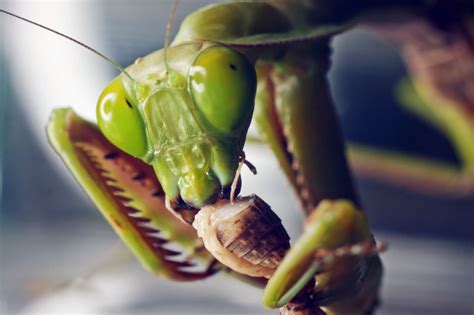 These Bugs Eat Their Victims Head-First — While They're Still Alive ...