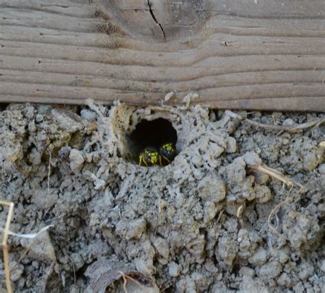 Yellowjacket Hive Removal | Ground Nest Removal | (678)935-5900